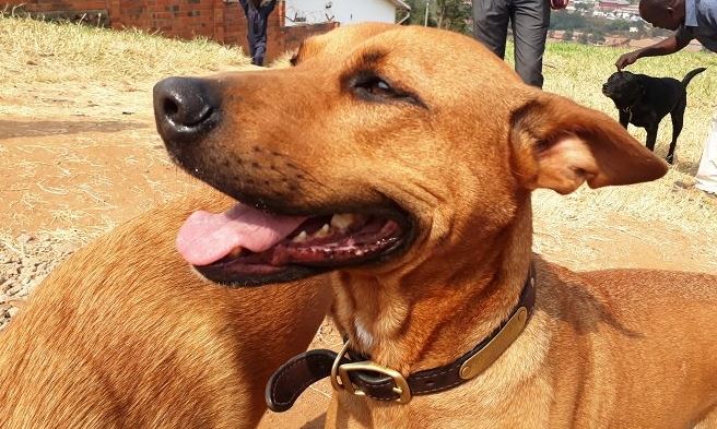 Gasabo-Jabana: Babuze imbwa zabo baza gusanga barazitekewe bazirya batabizi