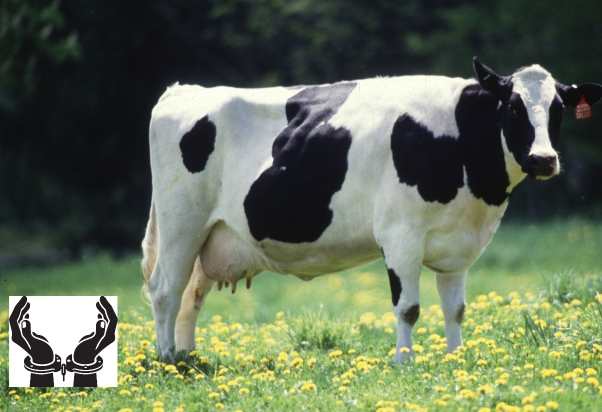 Kicukiro: Umushumba akurikiranyweho gusambanya inka yaragiraga