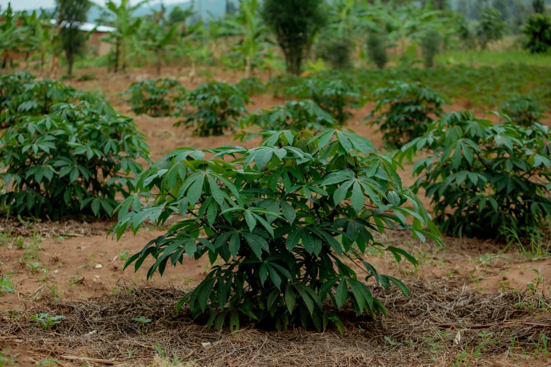 Kayonza-KIIWP: Bavuye ku myumbati yitwa Maguruyinkware