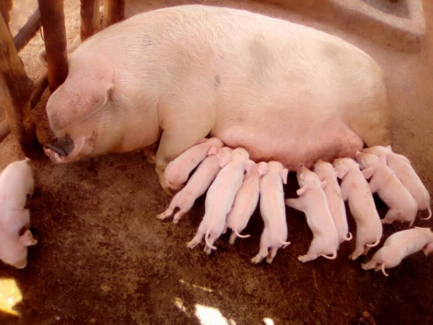 How PRISM’s small livestock project is generating quick wealth