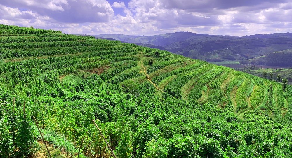 From Erosion and Floods to Prosperity: How Green Gicumbi Revived Land and Lives
