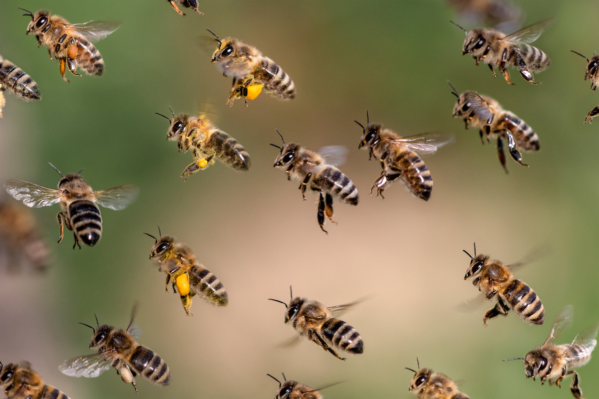 Inside the Organized Life of Bees