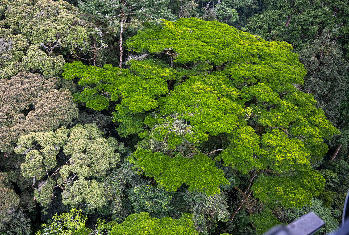 Nyungwe Forest: A Source of 75% of Rwanda’s Water Resources