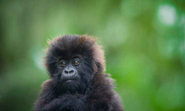 Rwanda to Name 40 Baby Gorillas in 20th Kwita Izina Ceremony