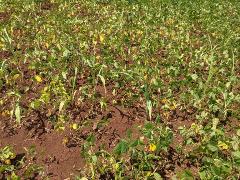 Rwanda: What is next for drought-stricken communities?